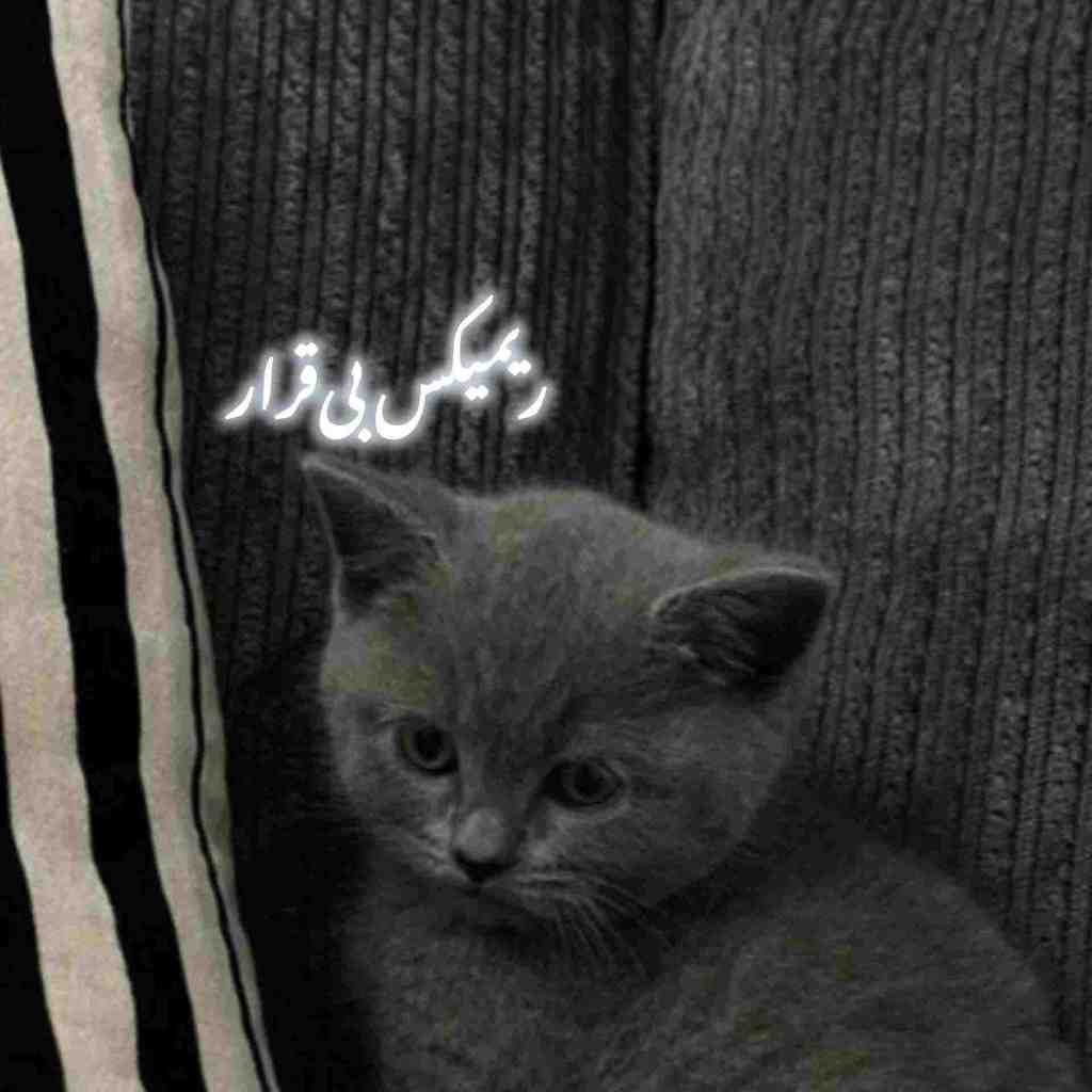 معین و عرفان طهماسبی و رضا بهرام و امید و هایده بی‌قرار