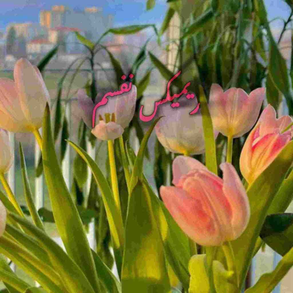 سیجل و یاسین ترکی و معین و شهرام شب‌پره  نفسم